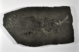 Palaeoniscus freieslebeni mit Fisch im Maul, Kupferschiefer