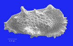 Ostrakode aus der Unterkreide als Beispiel für die mikropaläontologische Sammlung