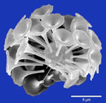 Coccolithophoride als Beispiel für die Kalknannoplankton-Sammlung