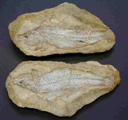 Tharrhias sp.; ausgestorbener Verwandter des Milchfisches aus der Unterkreide