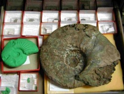 Megafossil-Originale Ammoniten aus der Unterkreide Nordwestdeutschlands