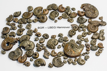 "Ammonitenvariationen" aus dem Hauterive (Unterkreide) von Frielingen (Niedersachsen)