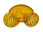 Kiefernpollen als Beispiel für die palynologische Sammlung