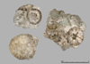 Cystoideen aus dem Mittleren Ordovizium von Schweden