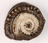 Jura-Ammoniten aus dem Ravensberger Land
