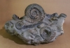Circa 39 cm breite Konkretion mit etwa 20 Ammoniten der Gattung Stephanoceras, einem Stück fossilem Holz, sowie Schalen und Bruchstücken von Muscheln und Schnecken